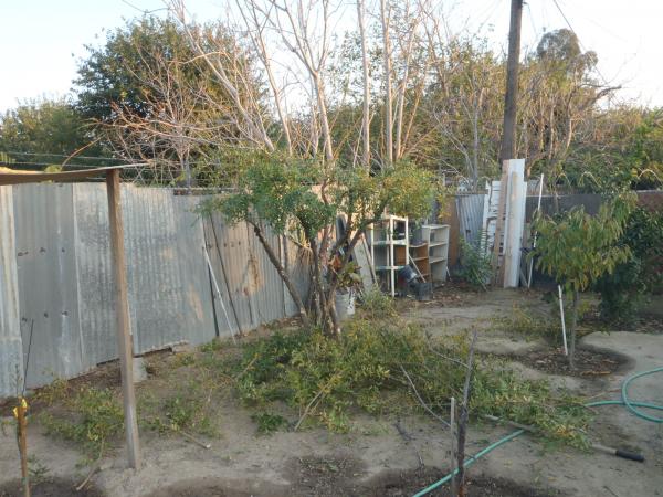 tree