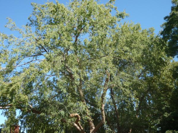 tree