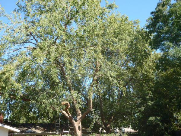 tree