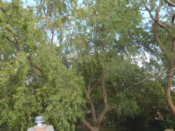 tree