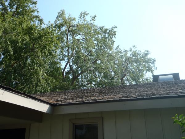 tree
