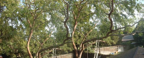 tree