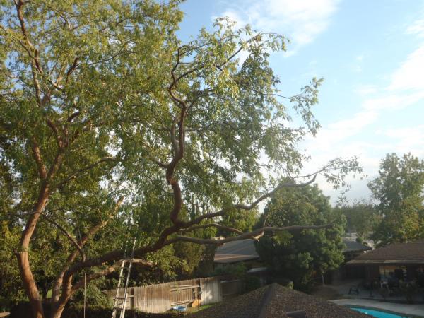 tree