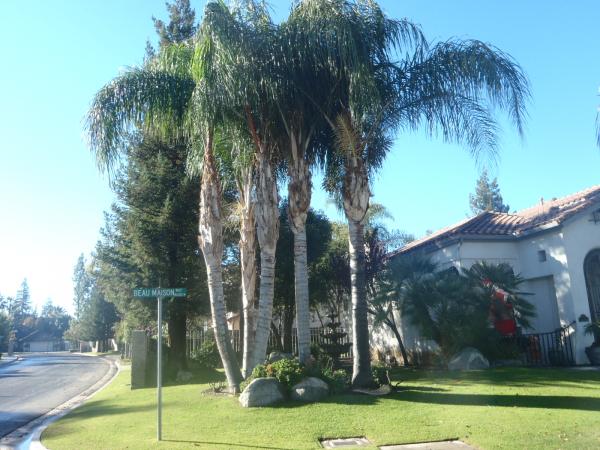 tree