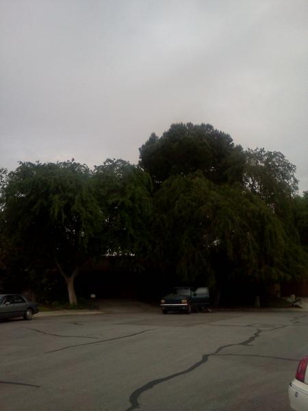 tree