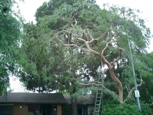 tree