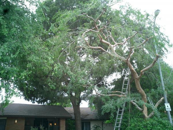 tree