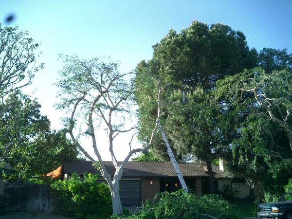 tree