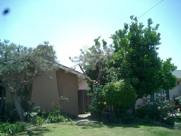 tree