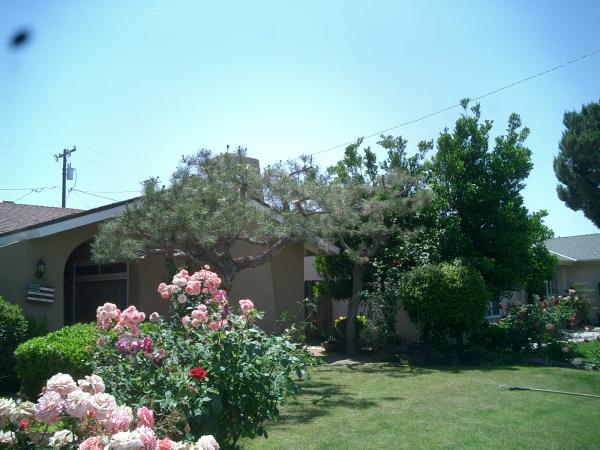 tree