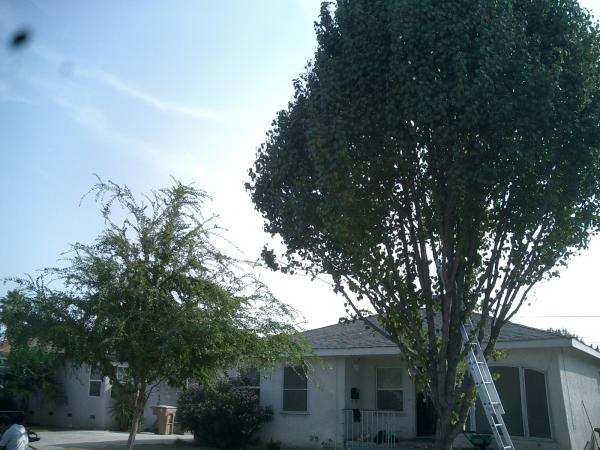 tree