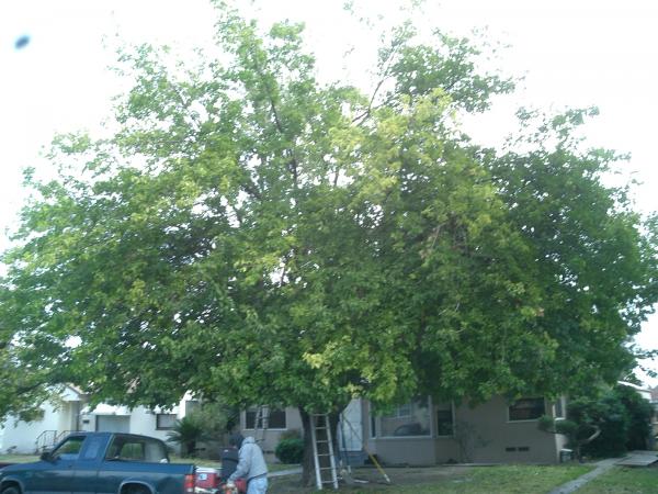 tree
