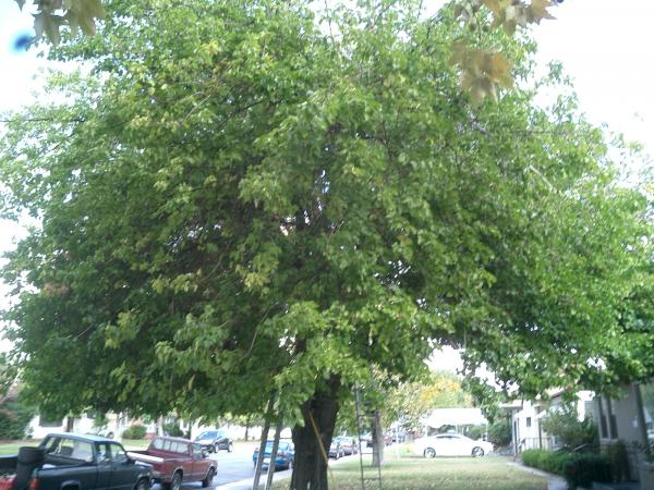 tree