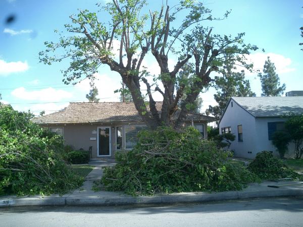 tree