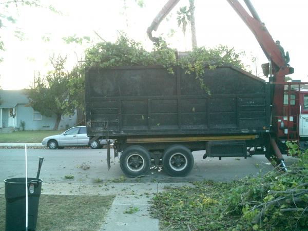 tree