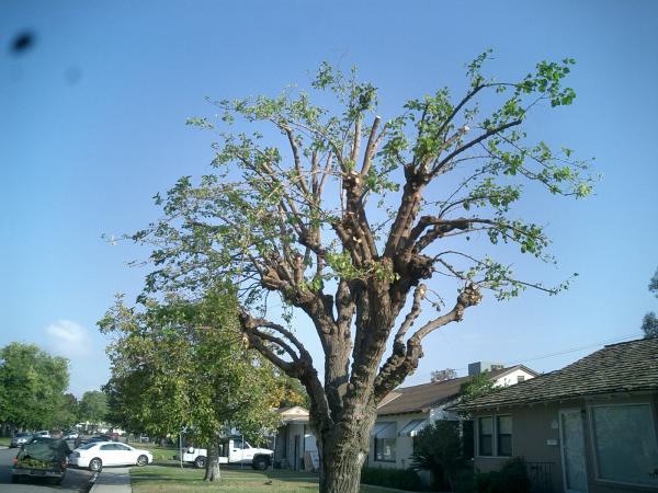 tree