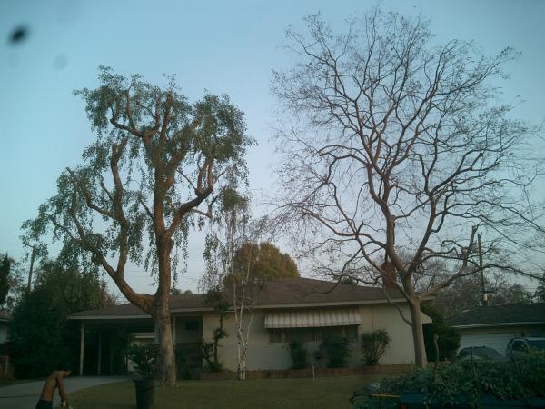 tree
