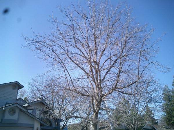 tree