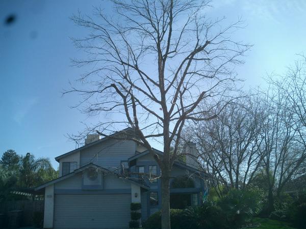 tree