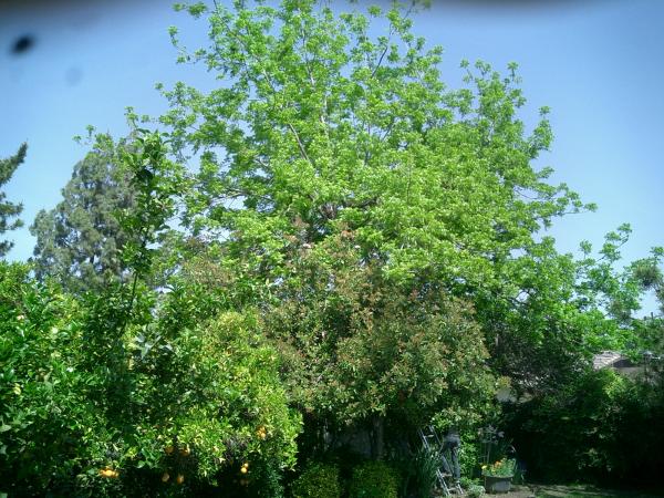 tree
