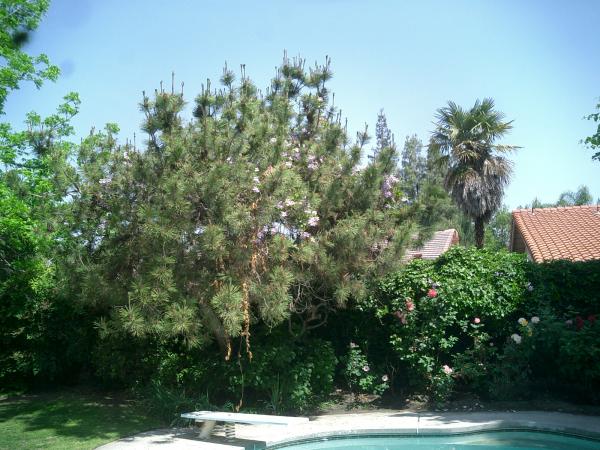 tree