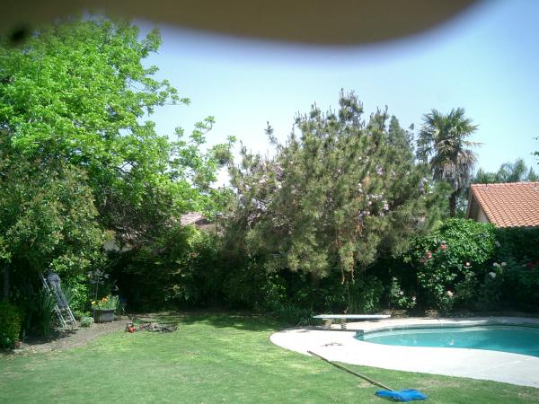 tree