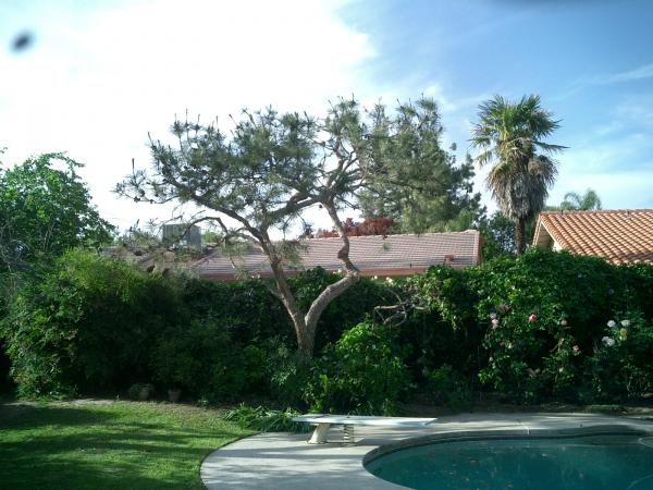 tree