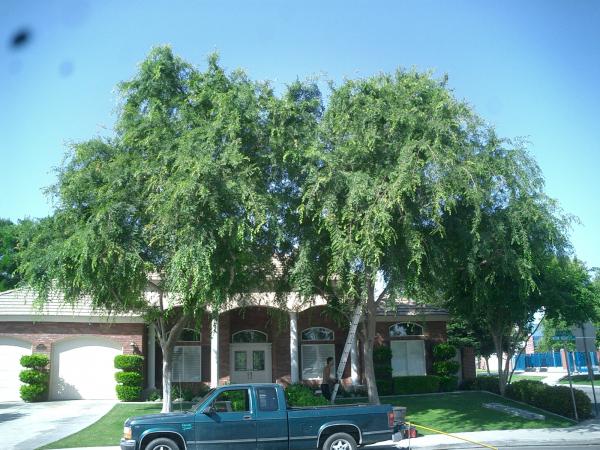 tree
