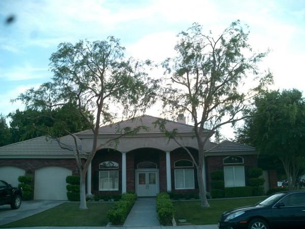 tree