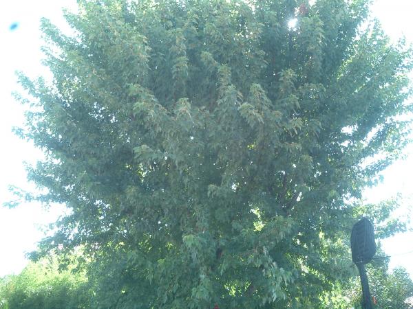 tree