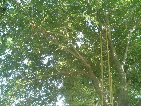 tree