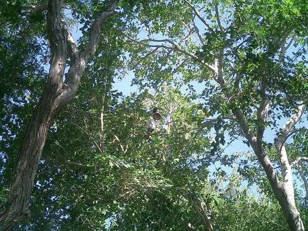 tree