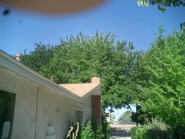 tree