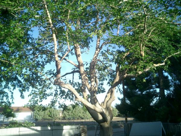 tree