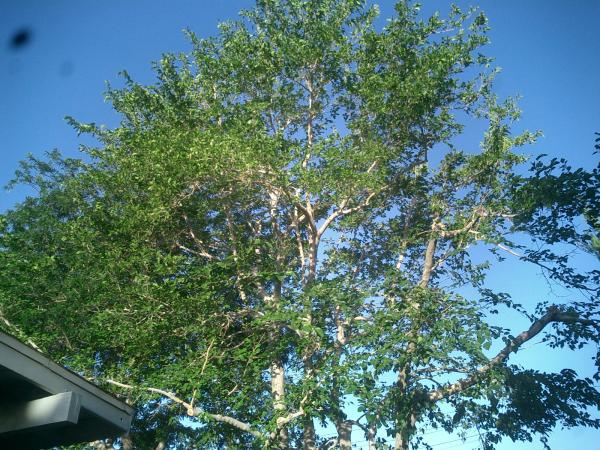 tree
