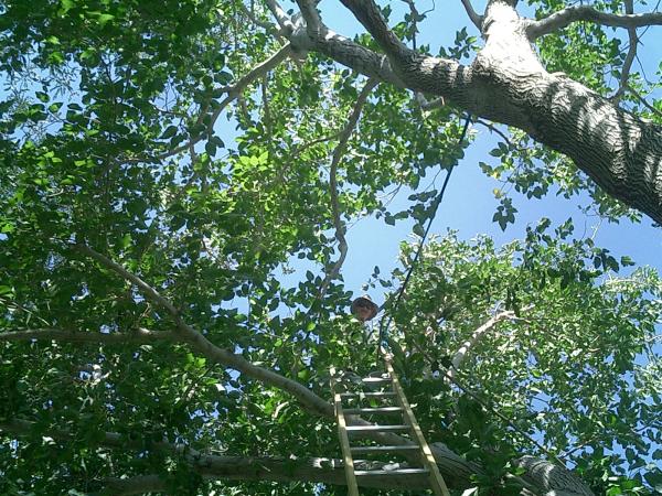 tree