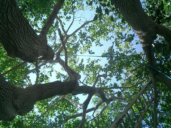 tree