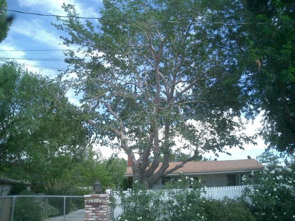 tree