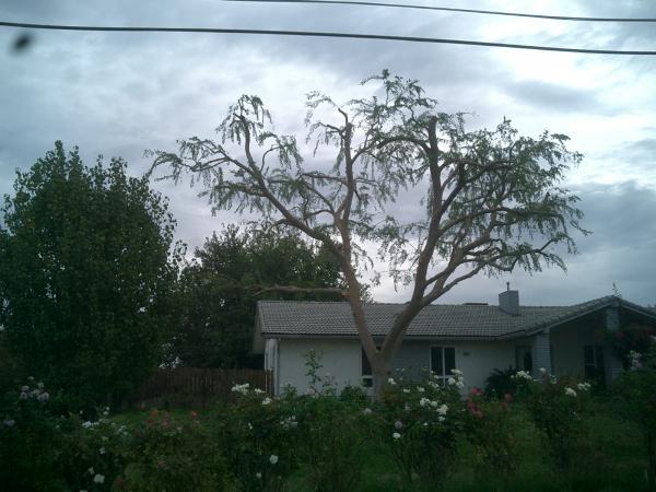 tree