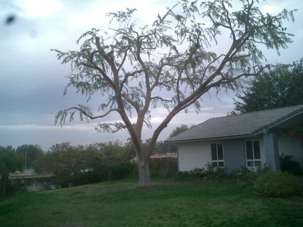 tree