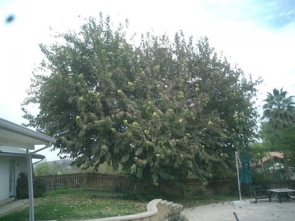 tree