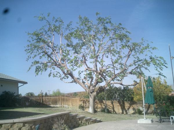tree
