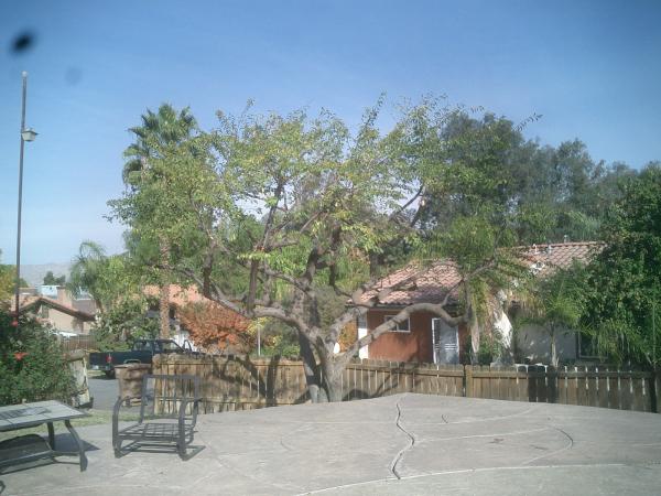 tree