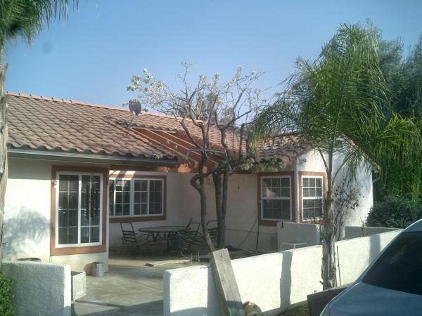 tree