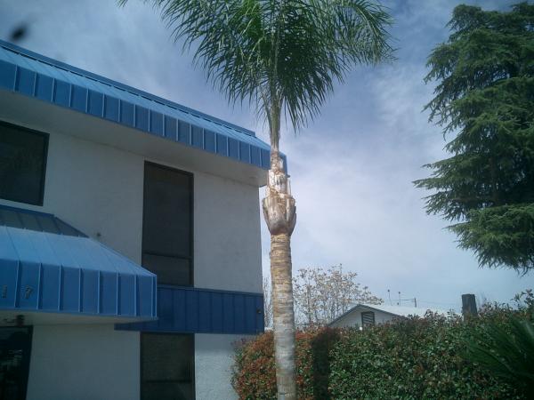 tree