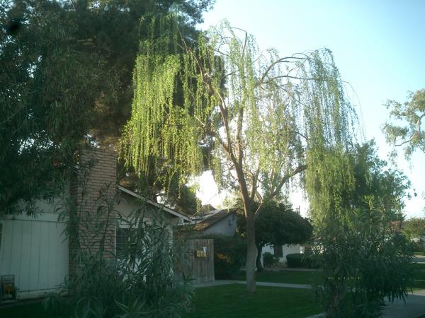 tree