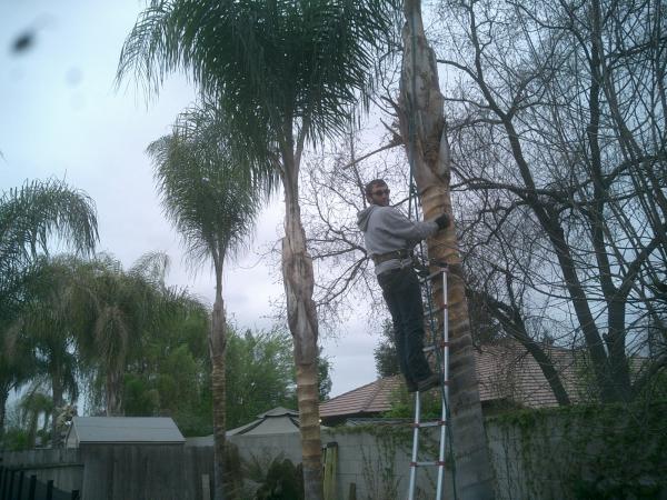 tree