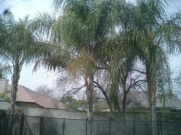 tree