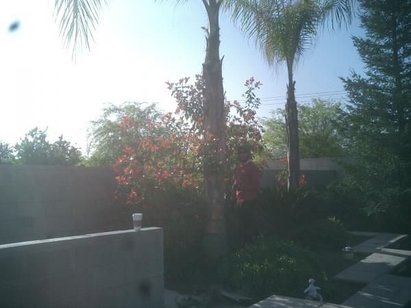 tree