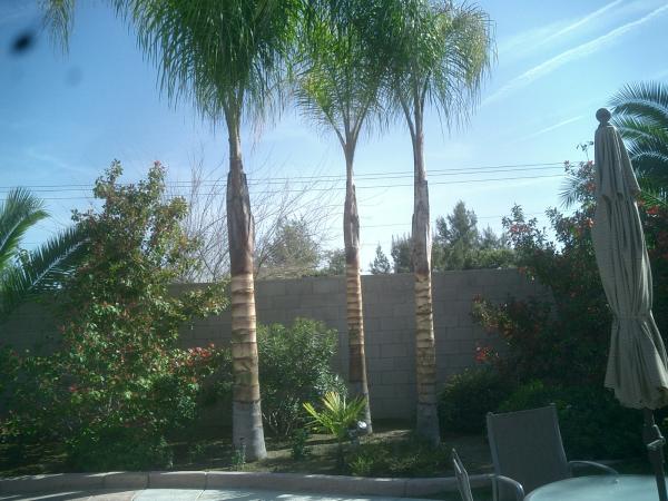 tree